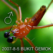 Nephila pilipes