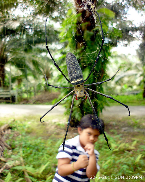 Nephila pilipes - Golden Web Spider