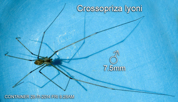 Crossopriza lyoni 