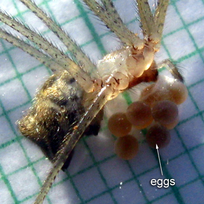 Crossopriza lyoni size