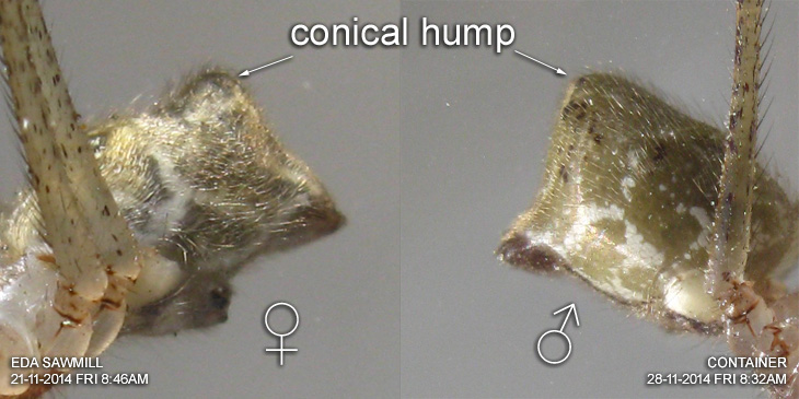 conical hump