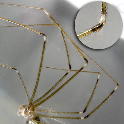 Crossopriza lyoni legs