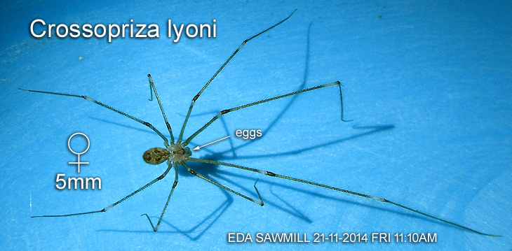Crossopriza lyoni 
