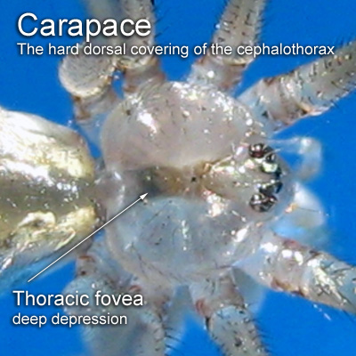 Crossopriza lyoni Carapace = The hard dorsal covering of the cephalothorax.