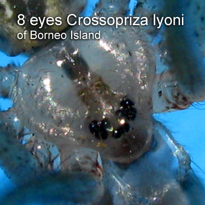 Crossopriza lyoni eyes