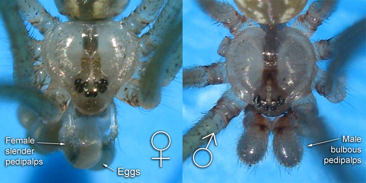 Male bulbous pedipalps