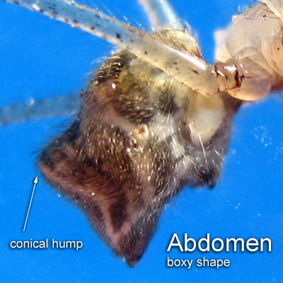Crossopriza lyoni Abdomen is boxy shape