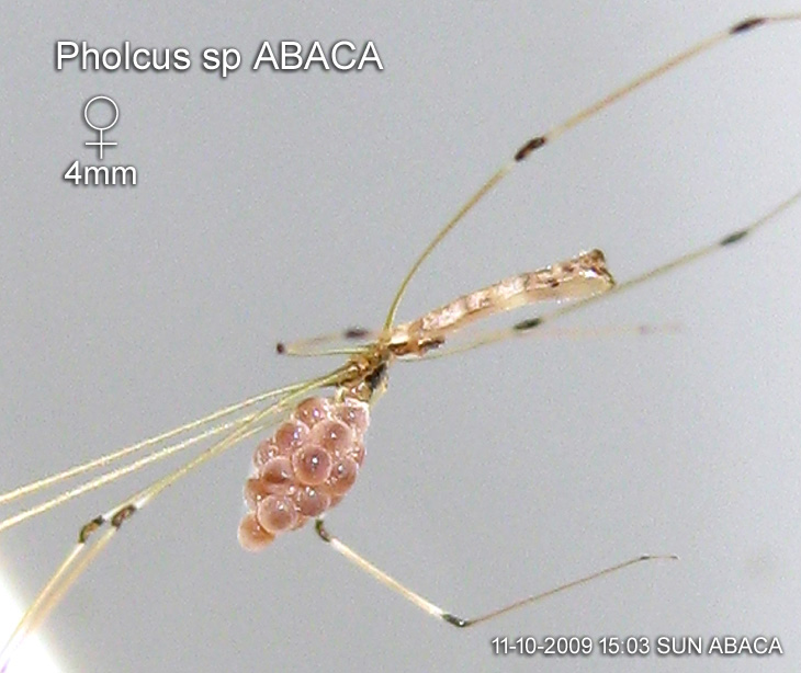 Pholcus sp ABACA