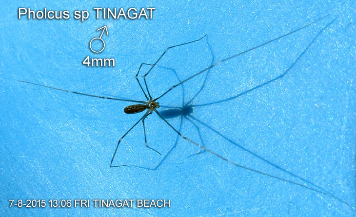 Pholcus sp TINAGAT