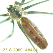 Pholcus ABACA