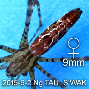 Psechrus borneo