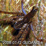 Psechrus borneo