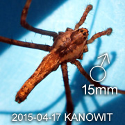 Psechrus borneo