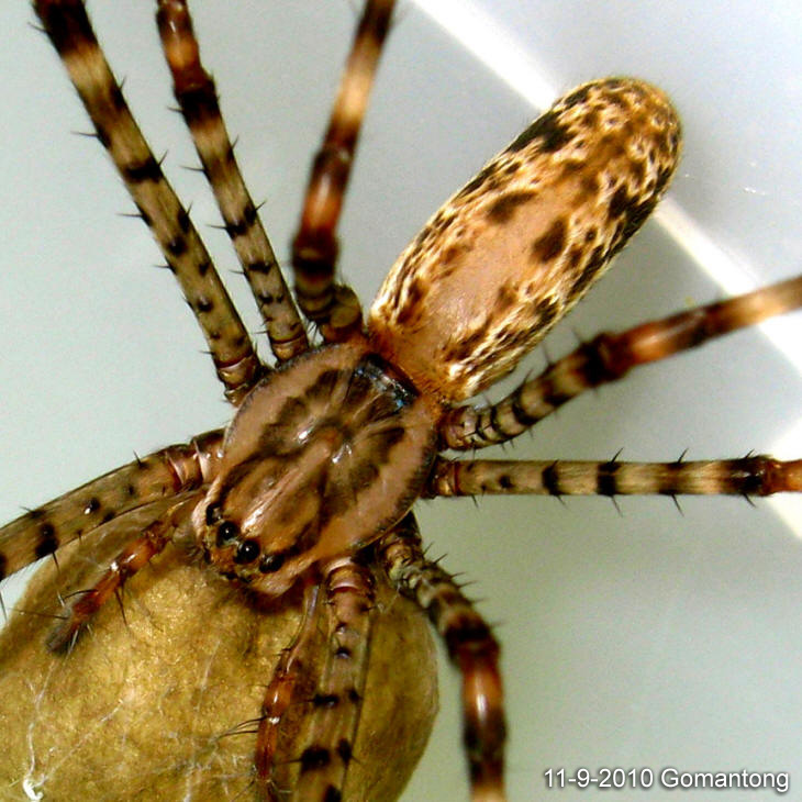 Psechrus GOMANTONG