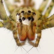Psechrus borneo Levi, 1982 � Borneo