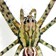 Psechrus borneo Levi, 1982 � Borneo