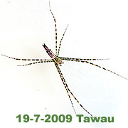 Psechrus borneo Levi, 1982 � Borneo