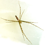 Psechrus borneo Female