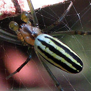 Leucauge celebesiana