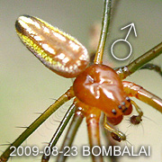 Leucauge decorata 尖尾銀鱗蛛