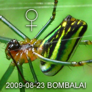 Leucauge decorata 尖尾銀鱗蛛