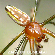 Leucauge magnifica
