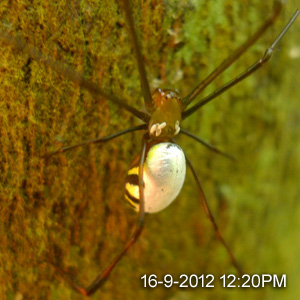 Leucauge sp BOMBALAI This female was found remain still on a tree trunk in Bukit Bombalai. Obviously being weaken by parasitic insects.