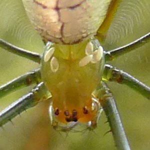 PARASITE ON SPIDER Six parasitic  eggs were on its Carapace.  These egg shells were broken open indicating the parasitic insects were fully hatched and left.