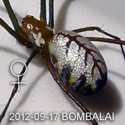 Leucauge sp BOMBALAI
