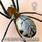 Leucauge BOMBALAI