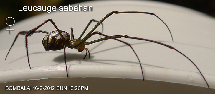 Leucauge sabahan