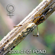 Tetragnatha sp VOCATIONAL Female