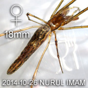 Tetragnatha sp VOCATIONAL Female