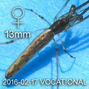 Tetragnatha sp VOCATIONAL Female