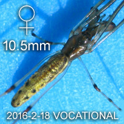 Tetragnatha sp VOCATIONAL Female
