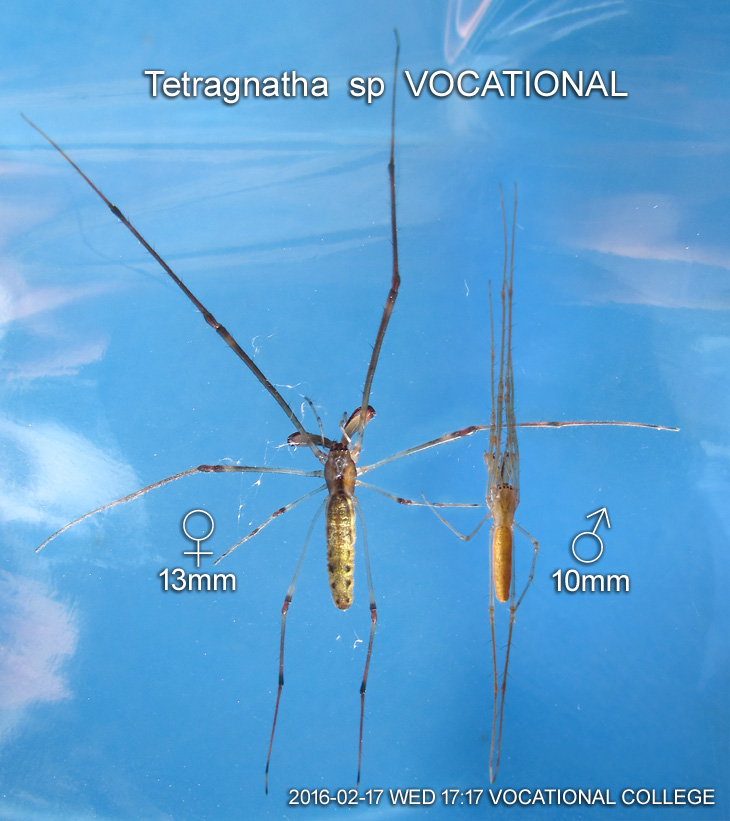 Tetragnatha sp VOCATIONAL