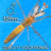 Tetragnatha sp VOCATIONAL Male