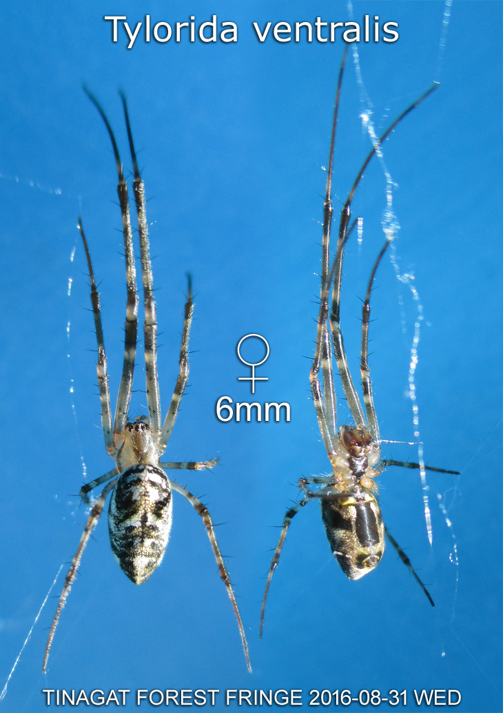 Tylorida ventralis 橫紋隆背蛛