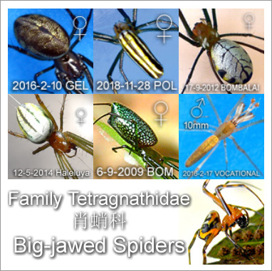 Family Tetragnathidae 肖蛸科 Big-jawed Spiders