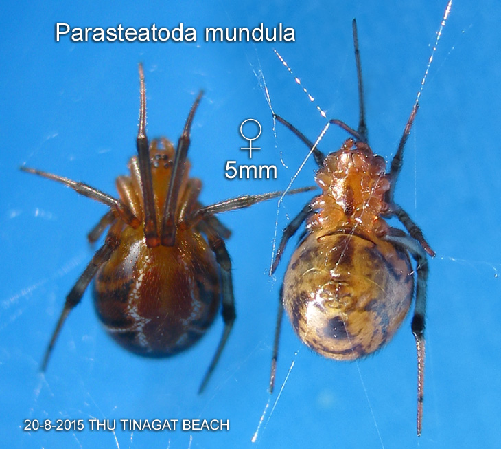 Parasteatoda mundula