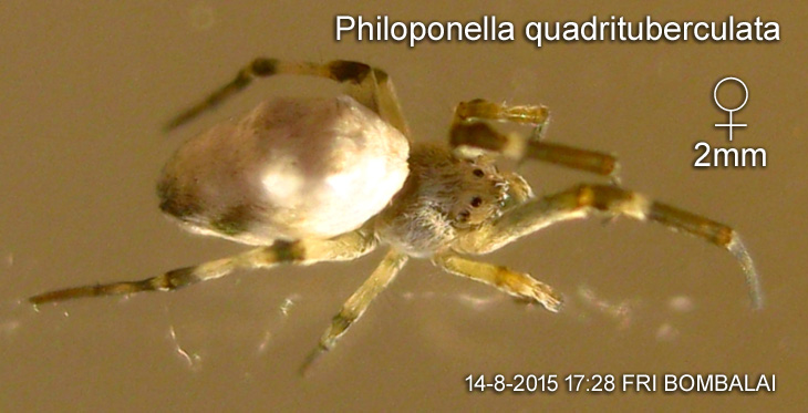 Philoponella quadrituberculata