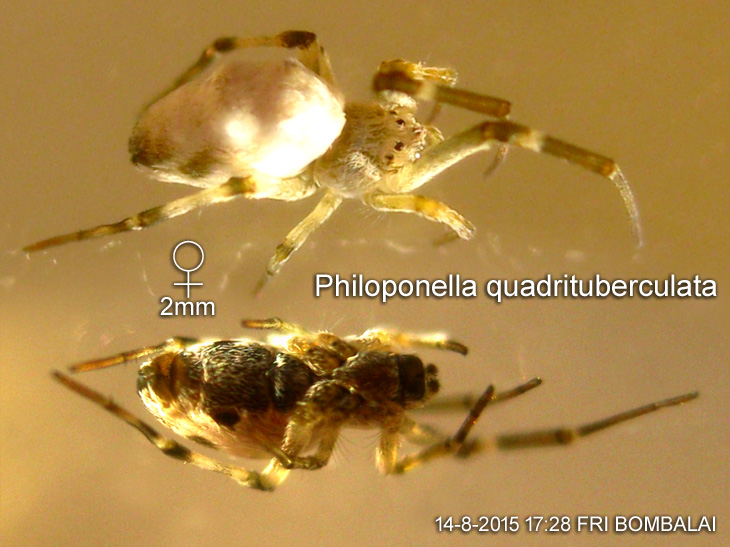 Philoponella quadrituberculata
