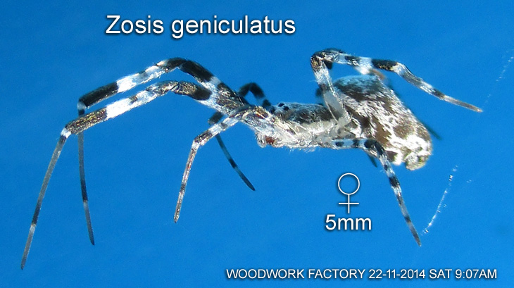 Zosis geniculata 膝形渦蛛