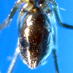 Ventral View of Opisthosoma (abdomen)