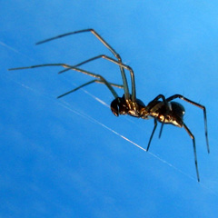 Lateral view of Castianeira ? sp BOMBALAI