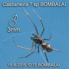 Castianeira ? sp BOMBALAI