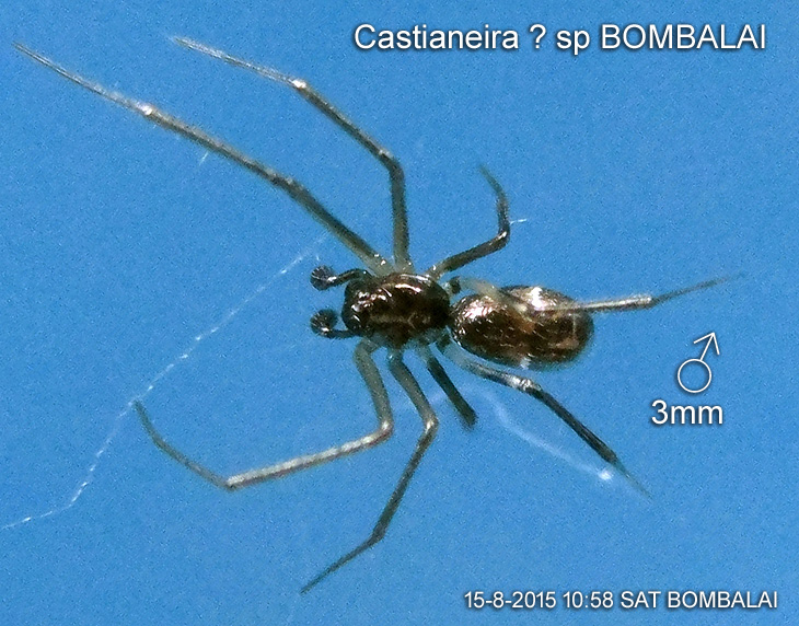 Castianeira sp BOMBALAI