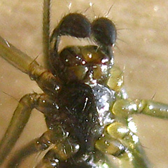 Ventral View of Prosoma (cephalothorax)