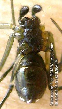 Ventral View of Castianeira ? sp BOMBALAI