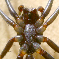Ventral View of Prosoma (cephalothorax)
